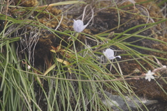 Trachyandra tabularis