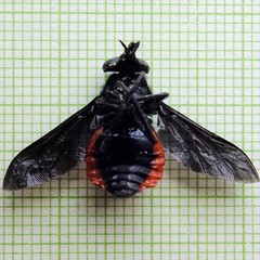 Philoliche rubramarginata