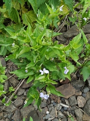 Viola nemoralis