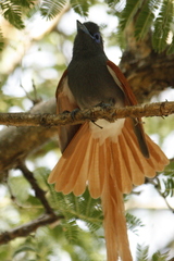 Terpsiphone viridis plumbeiceps