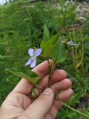 Viola nemoralis