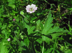 Geranium divaricatum
