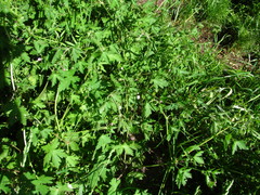 Geranium divaricatum