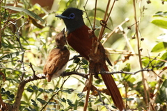 Terpsiphone viridis plumbeiceps