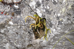 Phlegmariurus gnidioides