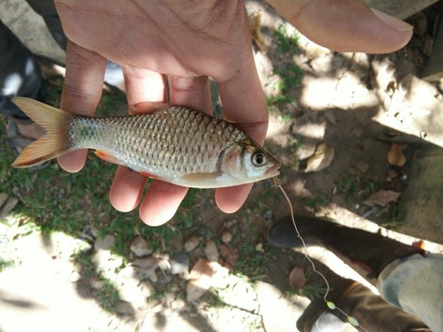 Javaen barb (Systomus rubripinnis) — Cyprinidae — 2