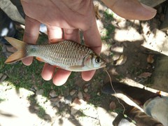 Systomus orphoides