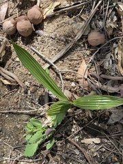 Babiana angustifolia