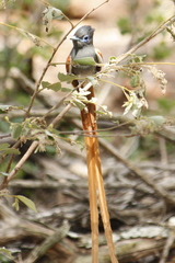 Terpsiphone viridis plumbeiceps