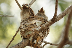 Terpsiphone viridis plumbeiceps