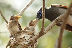 Terpsiphone viridis plumbeiceps