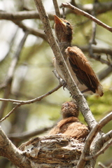 Terpsiphone viridis plumbeiceps