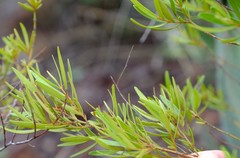Euclea linearis