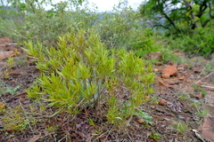 Euclea linearis