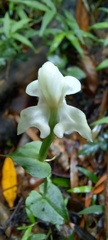 Disperis lindleyana