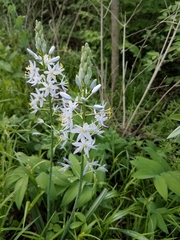 Camassia scilloides