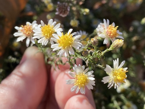 smallhead aster (Symphyotrichum parviceps)