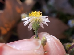Symphyotrichum parviceps
