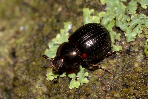 Liparochrus fossulatus