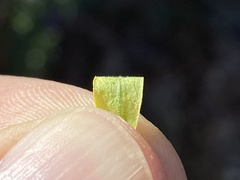 Symphyotrichum parviceps