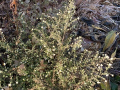 Symphyotrichum parviceps