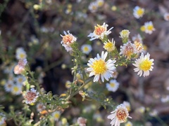 Symphyotrichum parviceps