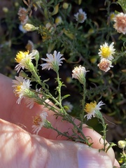 Symphyotrichum parviceps