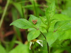 Choreutis amethystodes