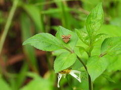 Choreutis amethystodes
