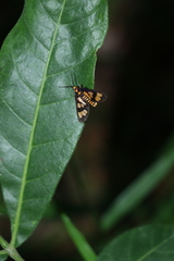 Eressa geographica