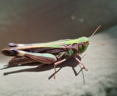 Aiolopus thalassinus