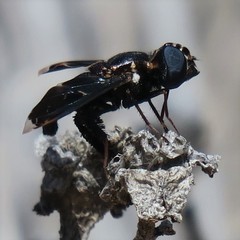 Pterobates apicalis