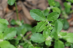Alternanthera nana