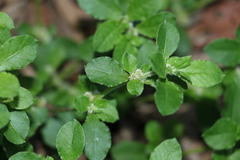 Alternanthera nana