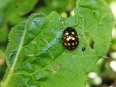 Chrysolina vigintimaculata