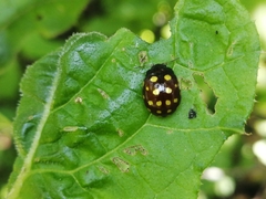 Chrysolina vigintimaculata