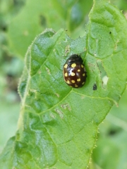 Chrysolina vigintimaculata