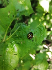 Chrysolina vigintimaculata