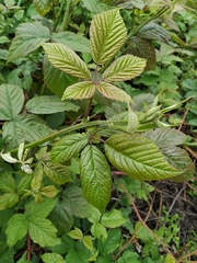 Rubus procerus