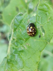 Chrysolina vigintimaculata