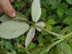 Rubus procerus