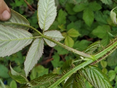 Rubus procerus