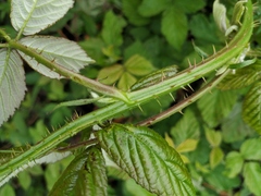 Rubus procerus