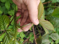 Rubus procerus