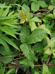 Rubus procerus