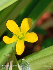 Oxalis pilosa