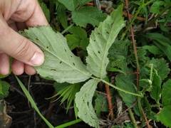 Rubus procerus
