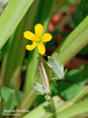 Oxalis pilosa