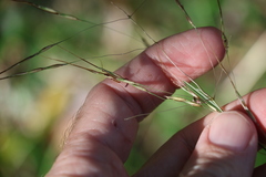 Chrysopogon sylvaticus