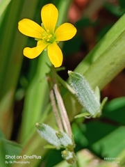 Oxalis pilosa
